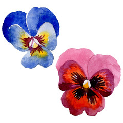 Obraz na płótnie Canvas Ornament with viola floral botanical flowers. Watercolor background set. Isolated violas illustration element.