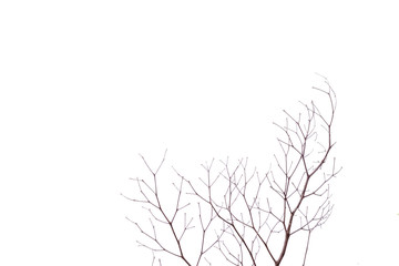Tree branch with white background, dead branch white background