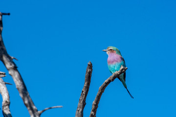 Lilac breasted roller