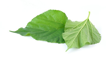 Mulberry fruit leaves isolated on white background