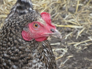 The Plymouth Rock Barré, gray hen, staring at us