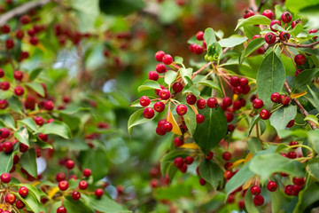 Fruits on a background of green foliage. Harvest apple trees. August.