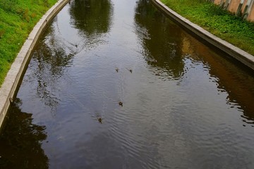 Enten schwimmen auf dem Fluss Monastyrka in Sankt Petersburg