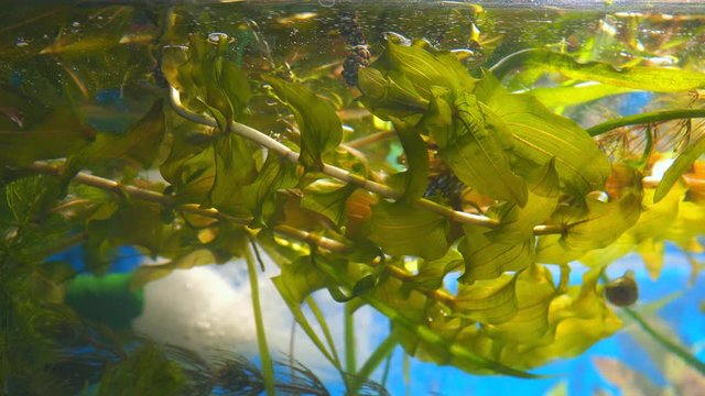 Water plant rdest in the aquarium. Potamogeton perfoliatus