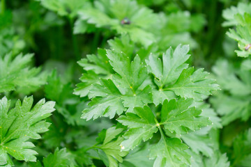 green magnificent parsley, texture, background.