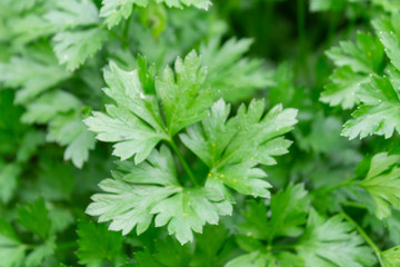 Fototapeta na wymiar green magnificent parsley, texture, background.