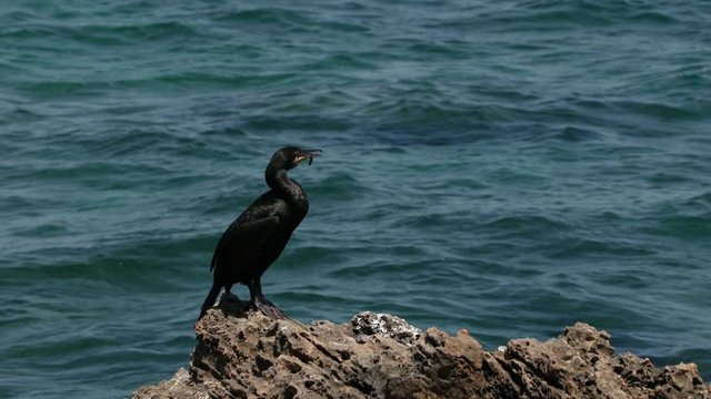 cormorant on the rock