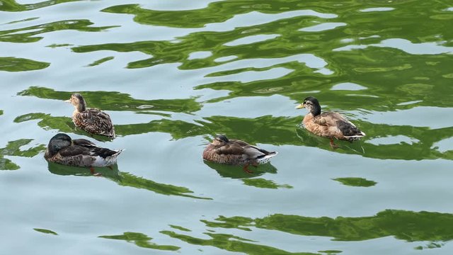 ducks in the lake
