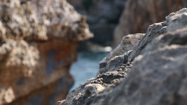 lichen on a rock