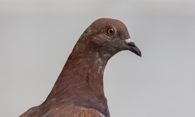 Close-up portrait of a dove with red-brown feathers.