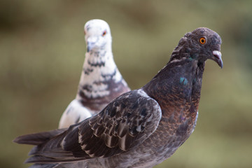 Portrait of a multicolored dove against background another  - white, with red-brown feathers.