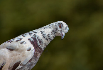 Portrait of a white dove with red-brown feathers with a funny look.