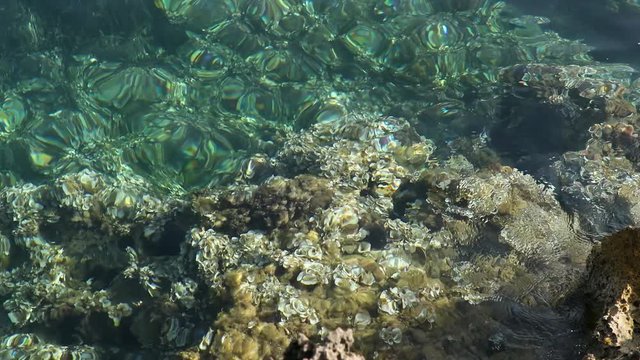 coral reef in the sea