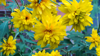 Yellow Flowers in the Wild