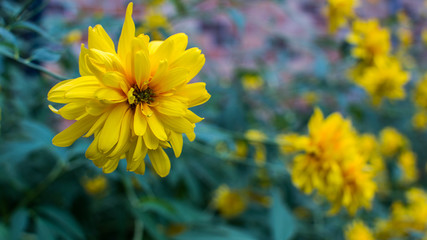 Yellow Flowers in the Wild