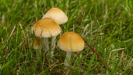 Three  Whimsical Mushrooms in Grass