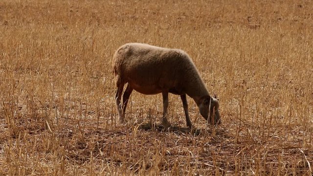 Sheep in the field