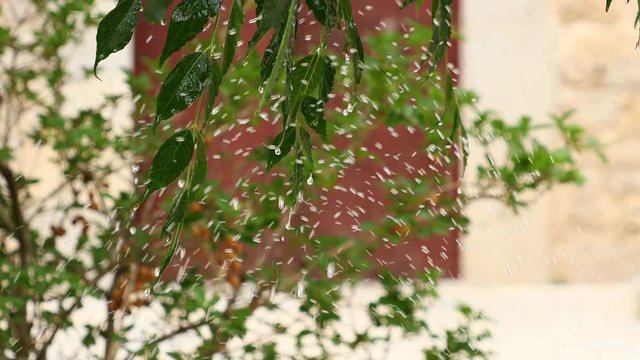Garden plant