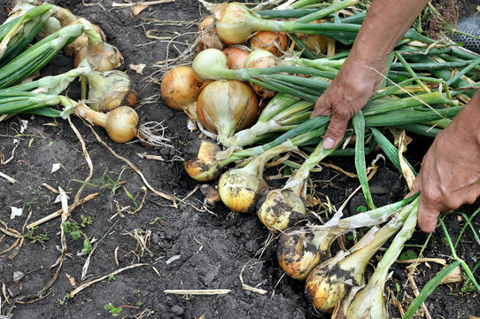 gardener's hands harvesting ripe organic onion in the vegetable garden