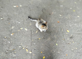 blurred portrait of a cat on the pavement