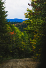 sunset in forest