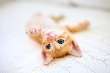 Baby cat. Ginger kitten sleeping under blanket