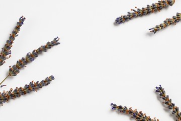 Isolated lavender on a white background