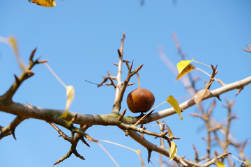 The fruit of a wild pear is pierced by a sharp branch on a background of blue autumn sky. Copy space. Close up.