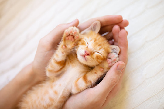 Kitten sleeping in man hands. Cats sleep. - Powered by Adobe