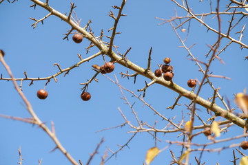 Branch of wild pear with autumn fruits on sky background on a sunny day in Ukraine.