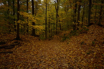 Naklejka premium autumn in the forest