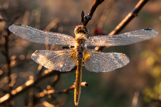 The dragonfly
