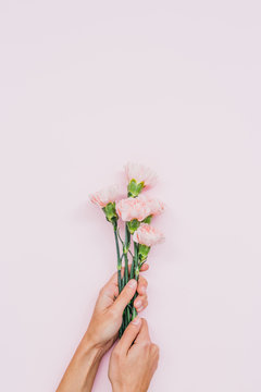 five pink carnation flowers over pink background