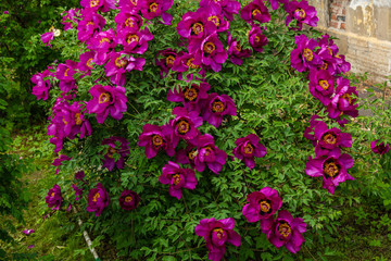 Paeonia x suffruticosa in spring garden. Paeonia blossom. Beautiful peony flowers on a natural background.