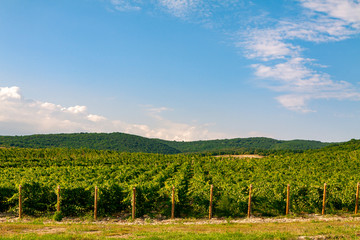 Fototapeta na wymiar Extra wide panoramic shot of a summer vineyard shot at sunset.