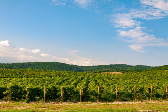 Extra wide panoramic shot of a summer vineyard shot at sunset.
