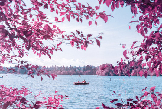 Father and son in rowboat among purple trees