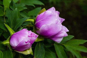 Paeonia x suffruticosa in spring garden. Paeonia blossom. Beautiful peony flowers on a natural background.