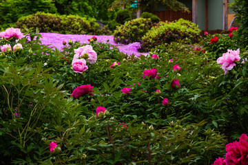 Paeonia x suffruticosa in spring garden. Paeonia blossom. Beautiful peony flowers on a natural background.