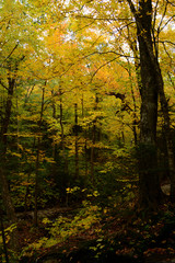 autumn in the forest