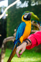 Blue and yellow macaw on the human hand