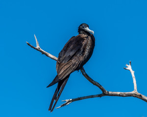 Adult male Magnificent frigatebird