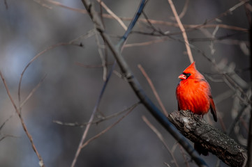 A Male Cardinal