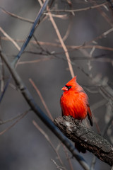 A Male Cardinal
