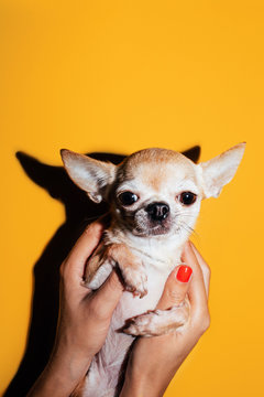 My Little Friend