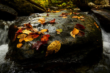 autumn leaves in water