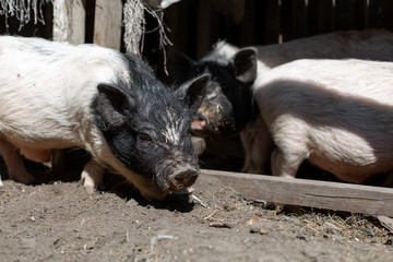 Pink pigs in the pigsty. Farming Concept