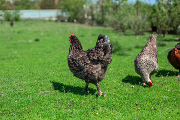 rooster and chickens graze on green grass. Livestock in the village
