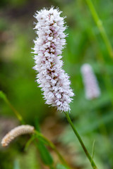 Polygonum bistorta 'Superba, Snakeroot, Snake-Root, Snakeweed in spring garden. Persicaria bistorta is medicinal plant.