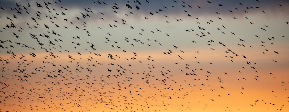 Flock of Starlings in flight